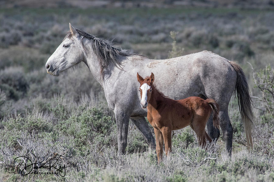 Mustang Mare and Foal Photograph by Dawn Key
