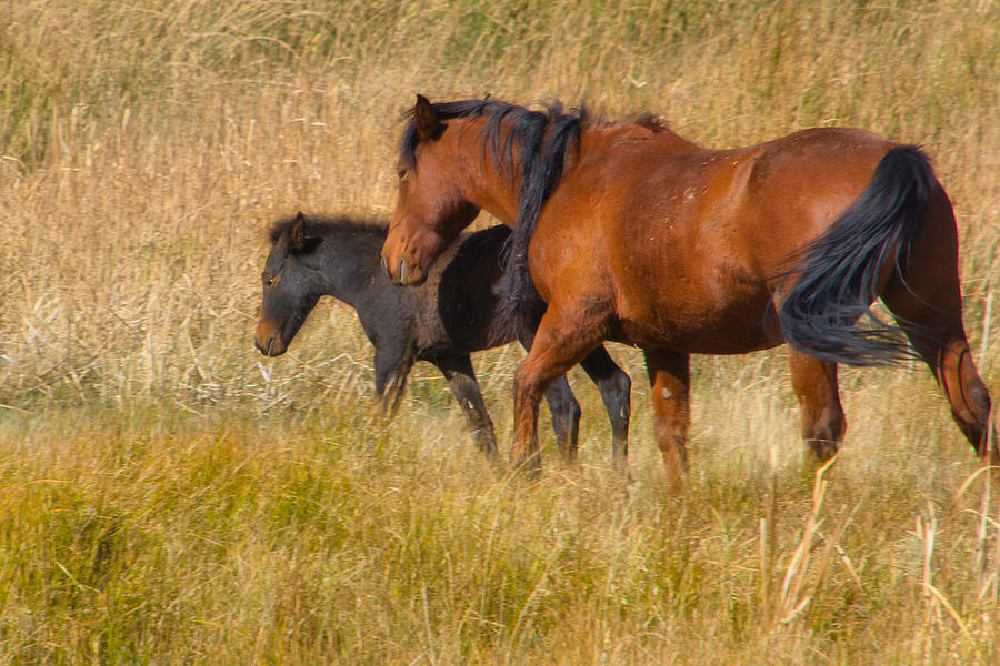 Mustang Mare and Foal Photograph by Steph Gabler