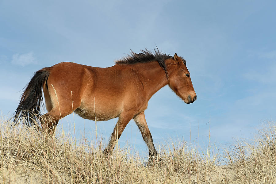 Mustang Mare On The Dunes Photograph