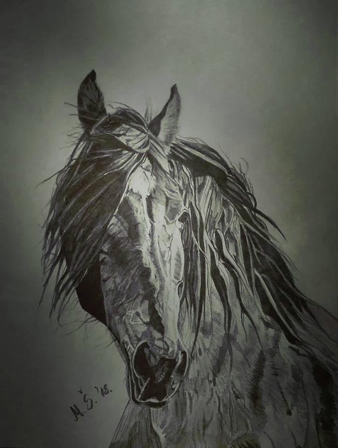 Horse Drawing - Mustang by Melita Safran
