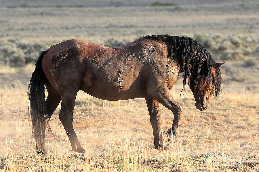 Mustang Pawing The Ground Photograph By Heather Hellyer