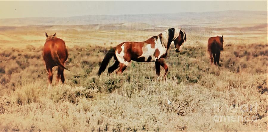 Horse Photograph - Save the Mustangs Mustang Stallion Picasso and mares Save the Mustangs Adopt a Mustang by Richard W Linford
