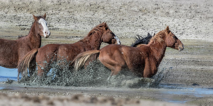 Mustangs Getting Out of a Muddy Waterhole the Fast Way Photograph by Belinda Greb