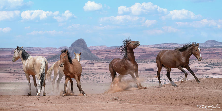 Desert Photograph - Mustangs of the American West. by Paul Martin