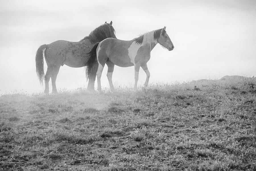 Mustangs on a Dusty Hilltop Photograph by Fon Denton