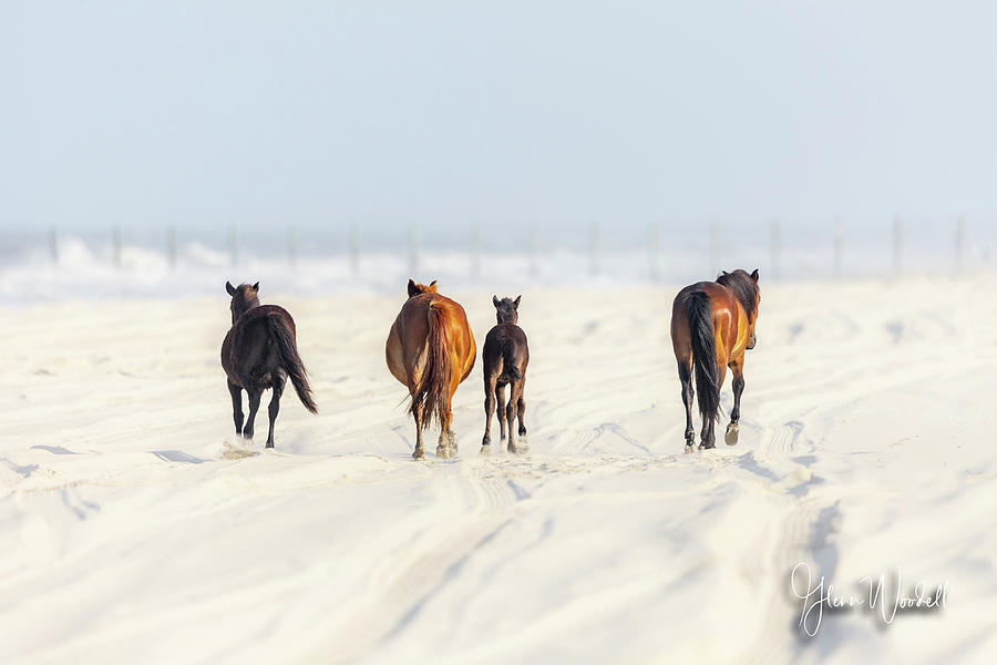 Mustangs on the Beach Photograph by Glenn Woodell