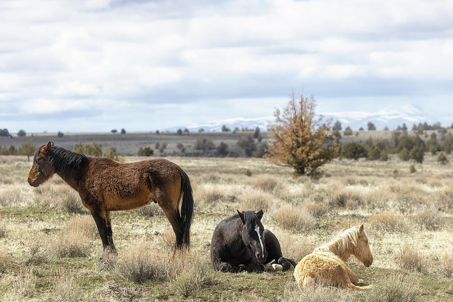 Mustangs Resting Photograph by Belinda Greb