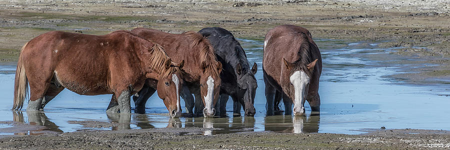 Mustangs Sharing Whats Left of the Water Photograph by Belinda Greb