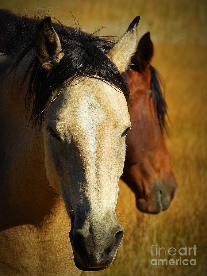 Mustangs Photograph by Tanya Stafford - Fine Art America