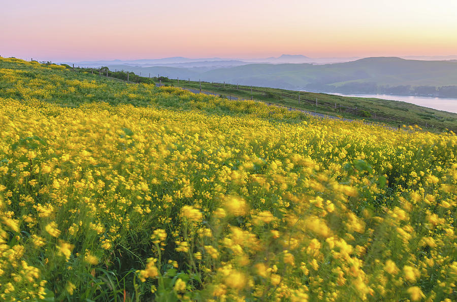 Mustard Field Dawn Photograph by Jonathan Nguyen