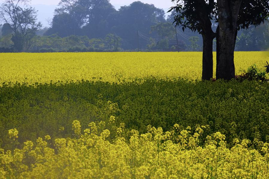 Mustard Field in Nepal Photograph by Randy Getty - Pixels