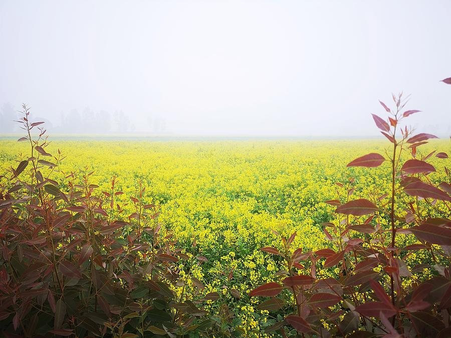 Mustard Field Photograph by Jarek Filipowicz