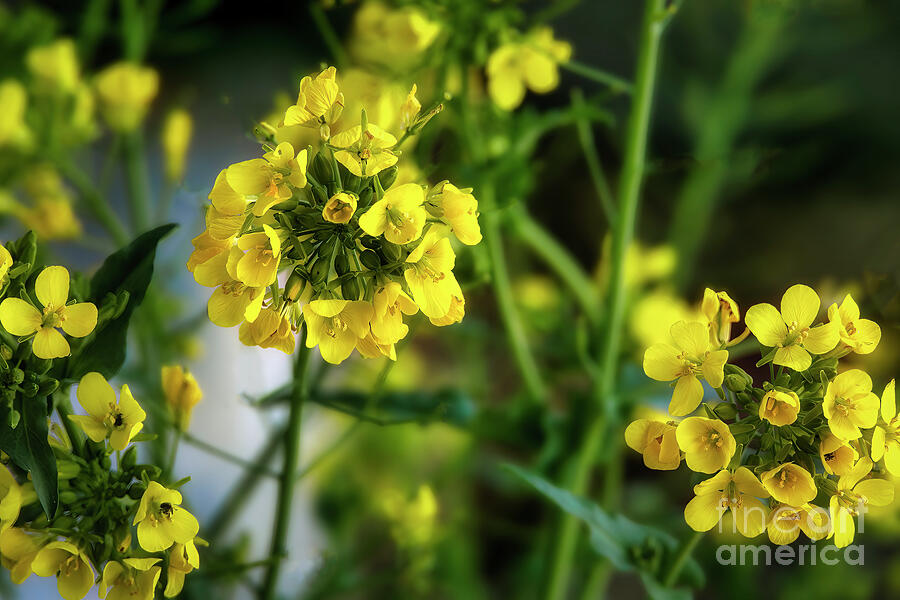 Mustard Flowers in Spring Photograph by Shelia Hunt