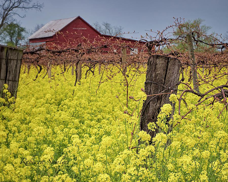 Mustard Flowers Photograph by Rebecca Samler