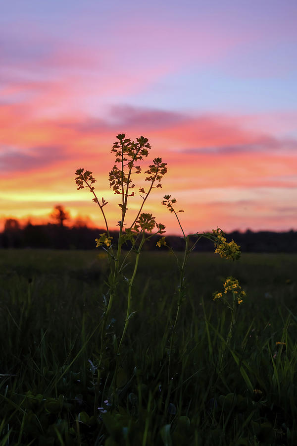 Mustard Weed Sunrise Photograph by Brook Burling