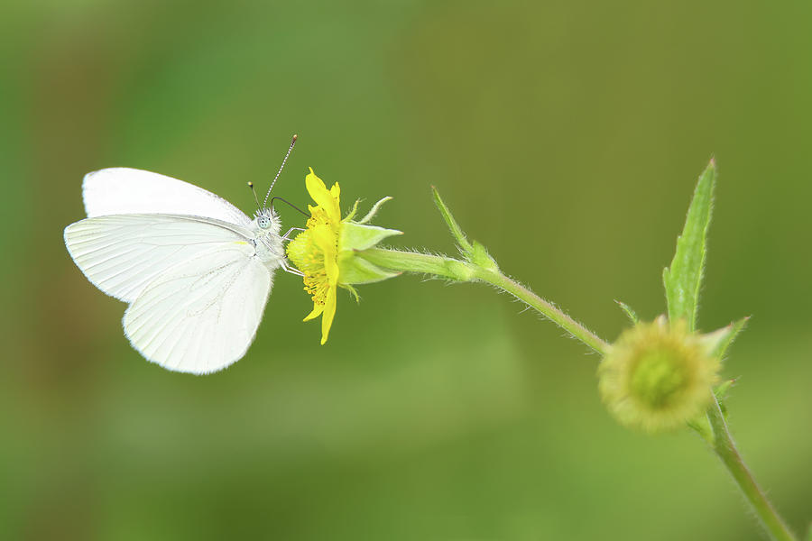 Mustard White Butterfly Photograph by Brook Burling