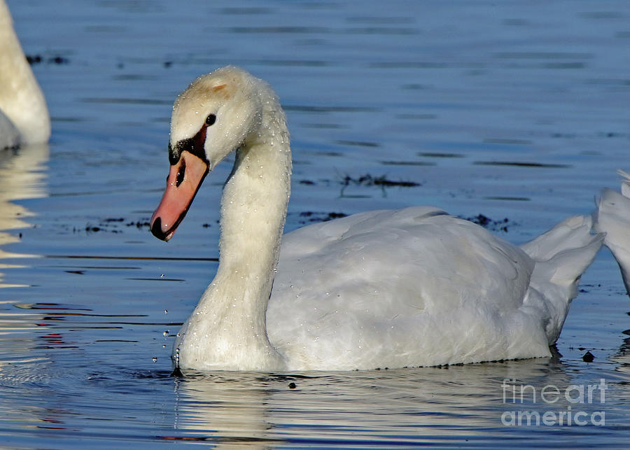 Mute Swan #3 Photograph