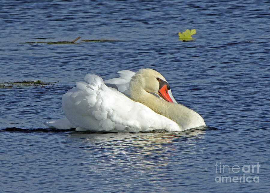 Mute Swan #4 Photograph