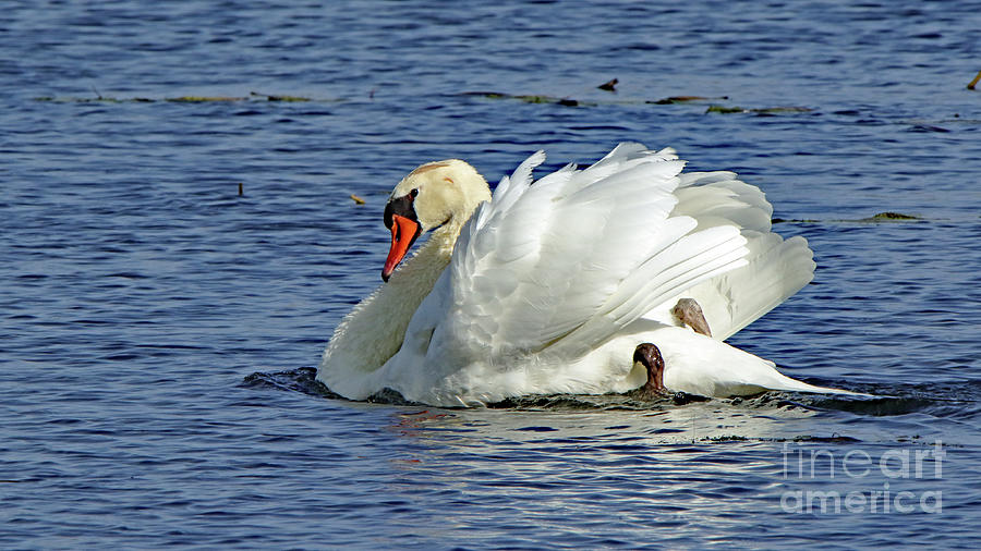 Mute Swan #5 Photograph