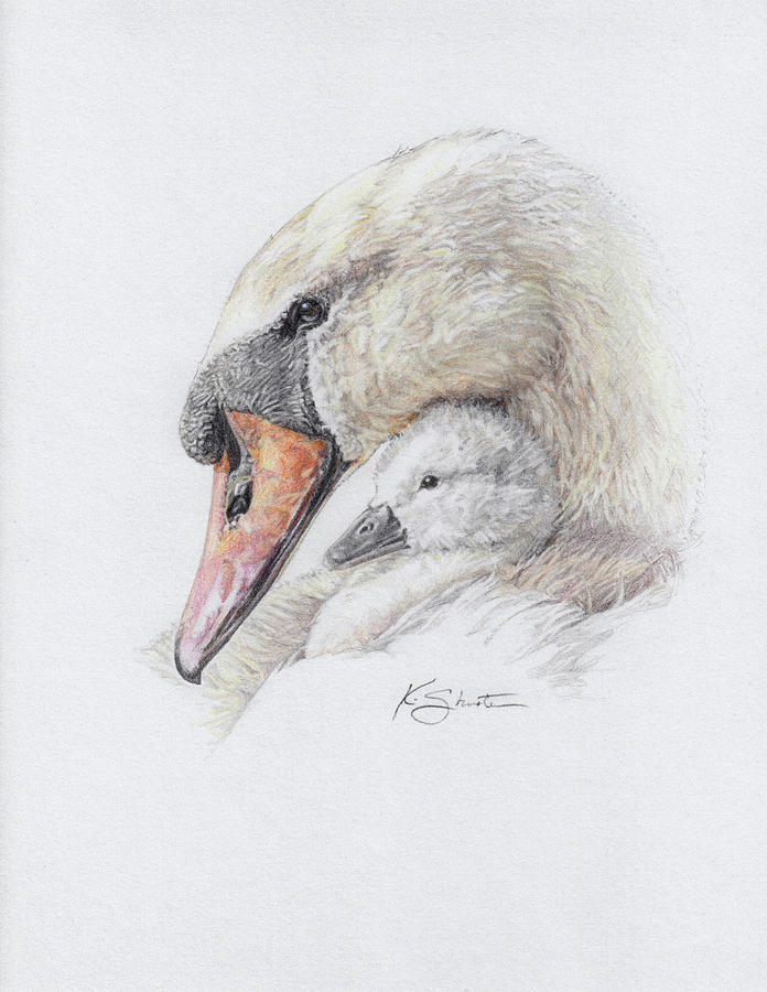 Mute Swan Drawings for Sale - Fine Art America