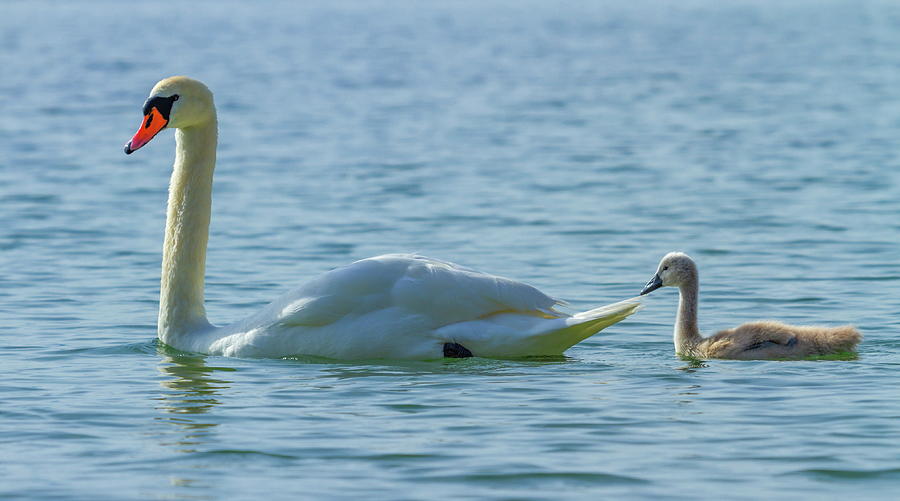 Mute swan and cygnet on the water on lake Leman, Geneva, Switzer Photograph by Elenarts - Elena Duvernay photo