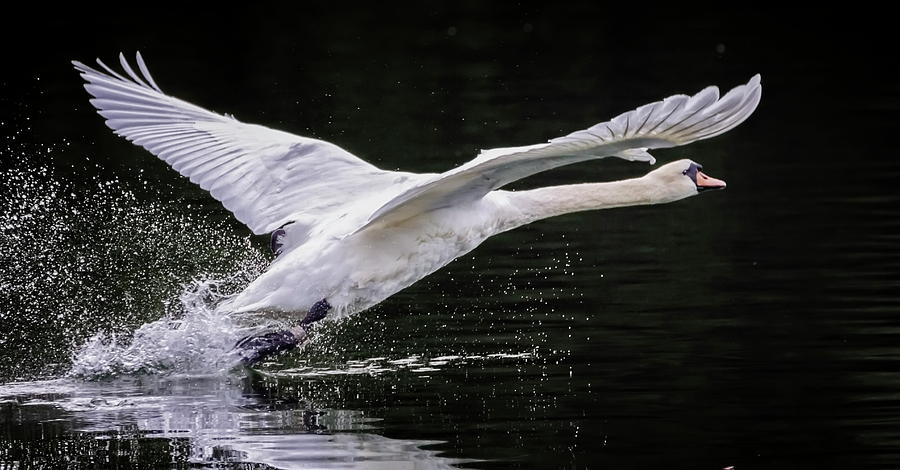 Mute Swan Bird, Cygnus Olor, Taking Off Photograph