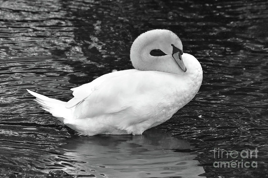 Mute Swan - Black and White Photograph by Yvonne Johnstone