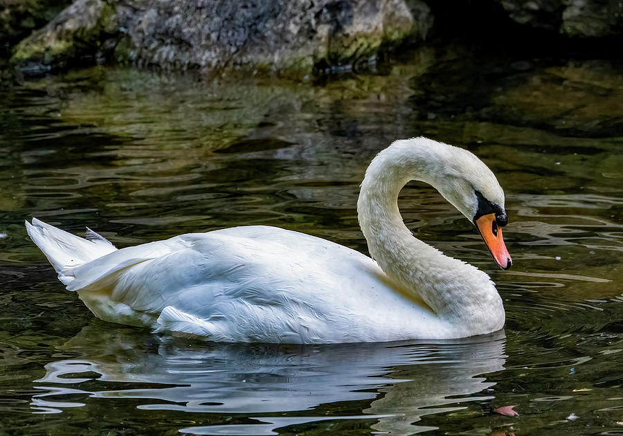 Mute Swan Photograph by Brian Shoemaker