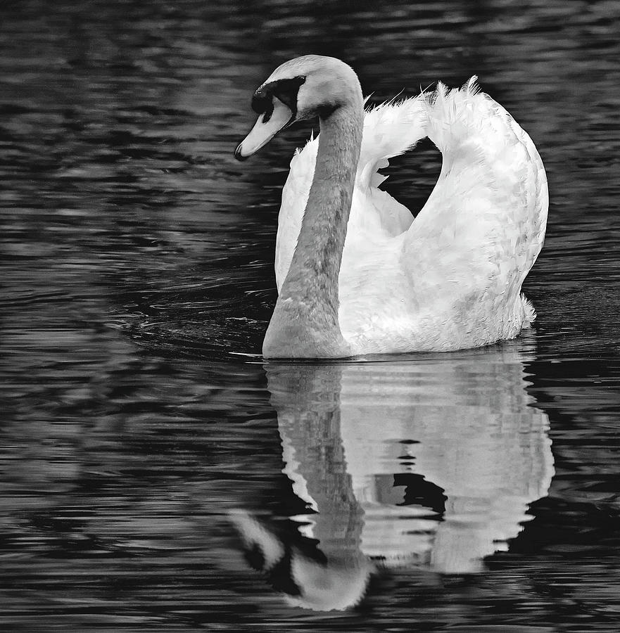 Mute Swan BW Photograph by Susan Candelario