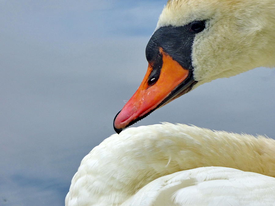 Mute Swan Close-up Photograph by Lyuba Filatova