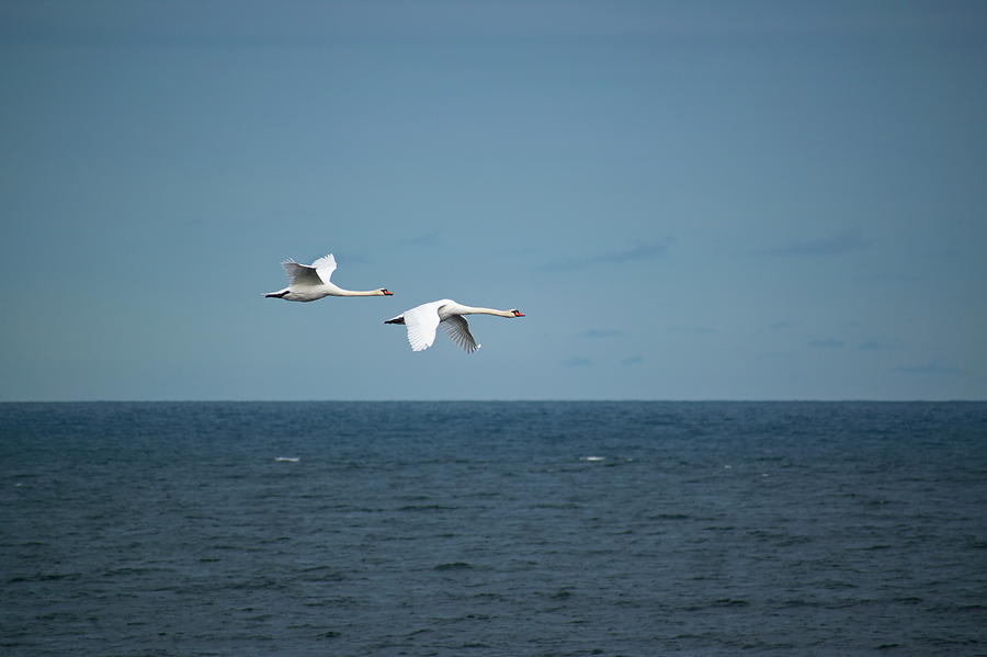 Mute swan couple flying along the coast Photograph by Ulrich Kunst And Bettina Scheidulin