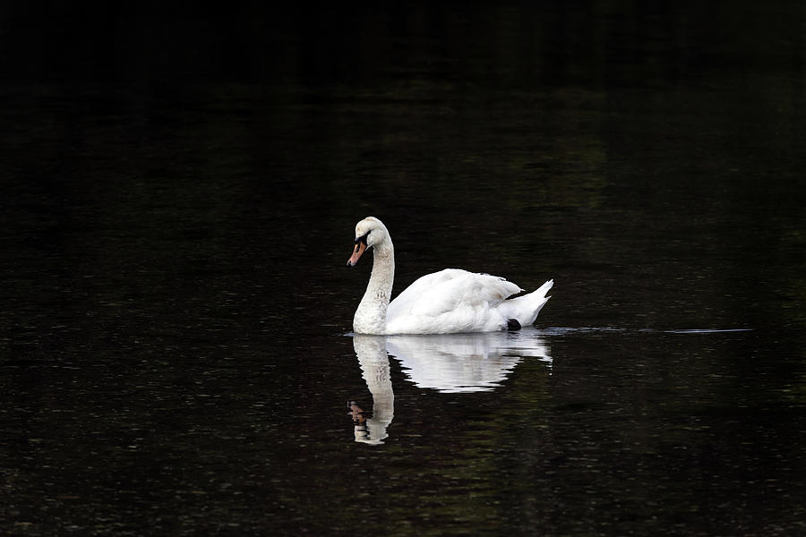 Mute Swan - Cygnus olor - at Fulford Harbour Photograph by Michael Russell