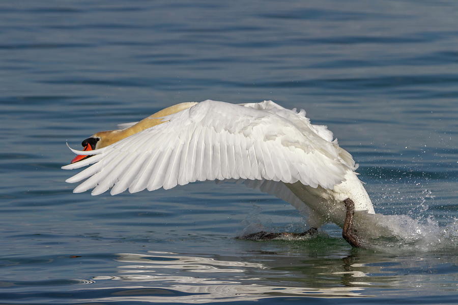 Mute swan, cygnus olor, landing Photograph by Elenarts - Elena Duvernay photo
