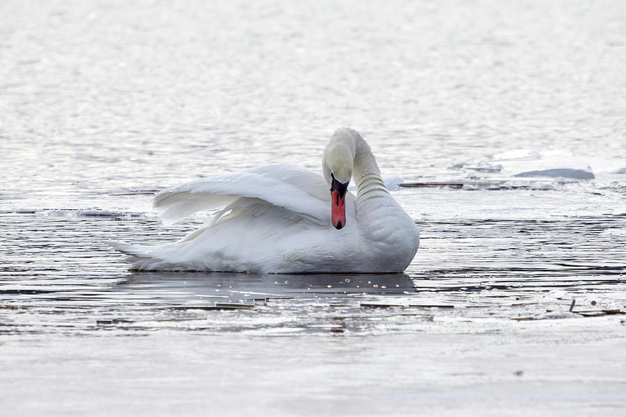 Mute swan delicate Photograph by Jouko Lehto