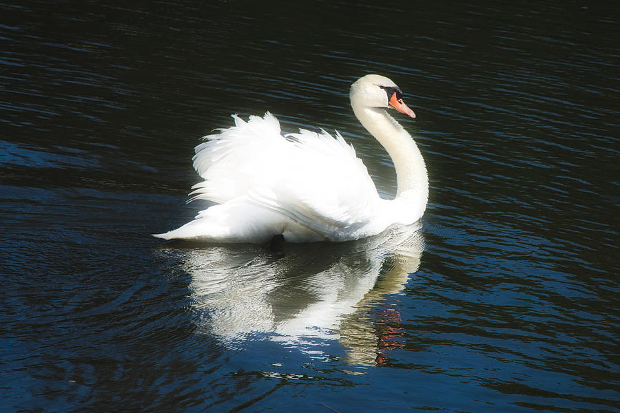 Mute Swan Elegance Photograph by Steph Gabler