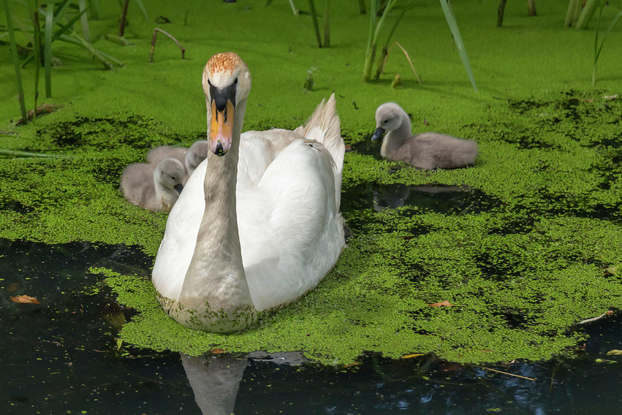 Mute Swan Family Photograph by Dawn Cavalieri