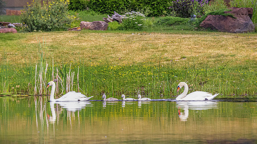 Mute Swan Family Photograph by Mark Mille