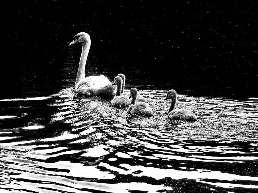 Mute Swan Family with Four Cygnets in BW Photograph by Lyuba Filatova