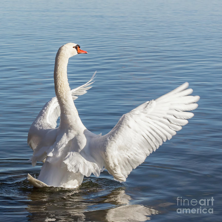 Mute Swan Full Display Conductor Photograph by Barbara McMahon
