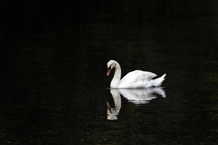Mute Swan in Fulford Harbour Photograph by Michael Russell