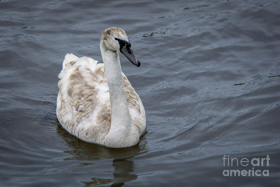 Spring Photograph - Mute Swan in Galway Bay, Ireland #1 by Nancy Gleason