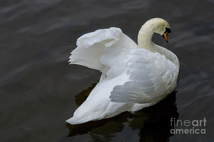Spring Photograph - Mute Swan in Galway Bay, Ireland #2 by Nancy Gleason