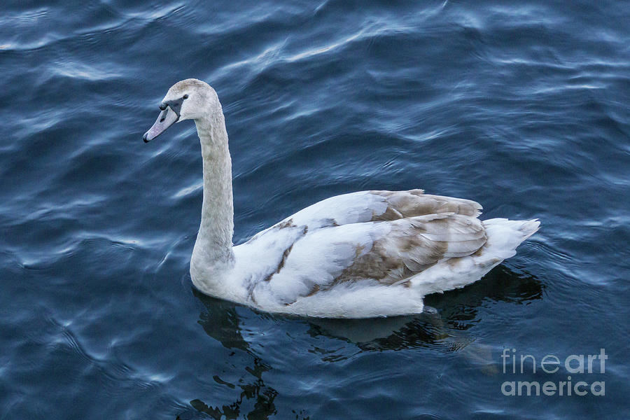 Spring Photograph - Mute Swan in Limerick, Ireland by Nancy Gleason