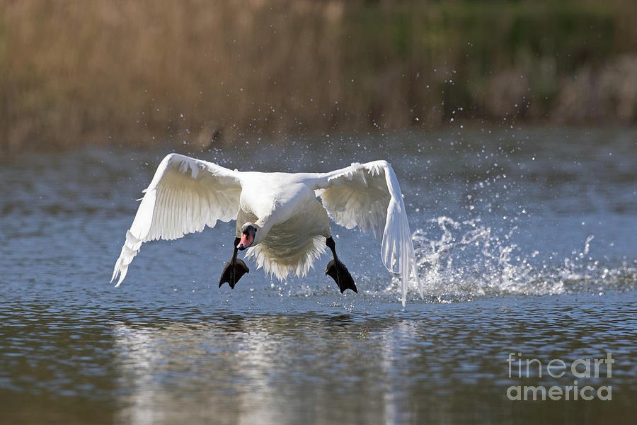 Mute Swan Landing Photograph by Arterra Picture Library