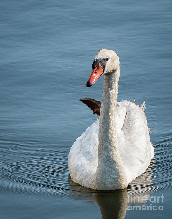 Mute Swan Photograph by Lorraine Cosgrove