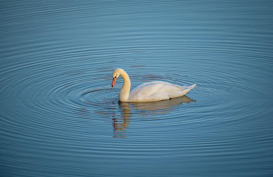 Mute Swan Making Rings Photograph by Robert J Wagner