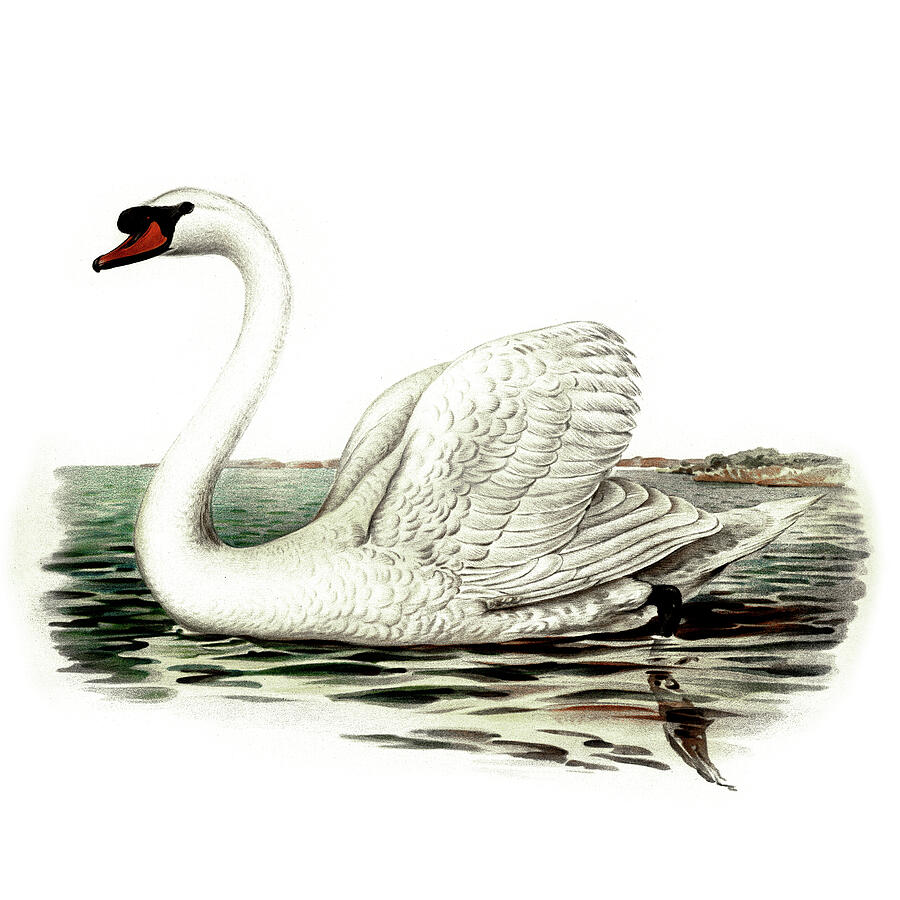 Mute Swan Male Drawing