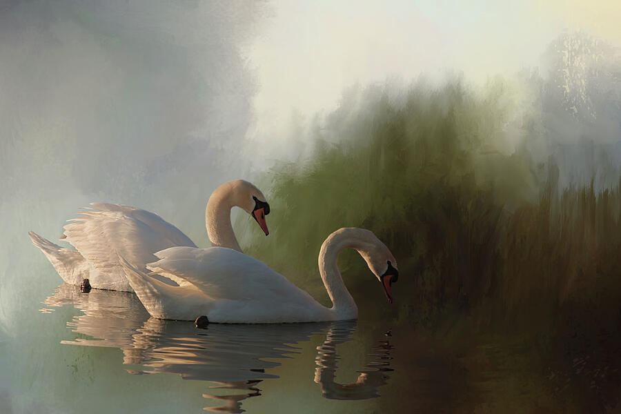 Mute Swan Morning Digital Art by Jerry Dalrymple - Fine Art America