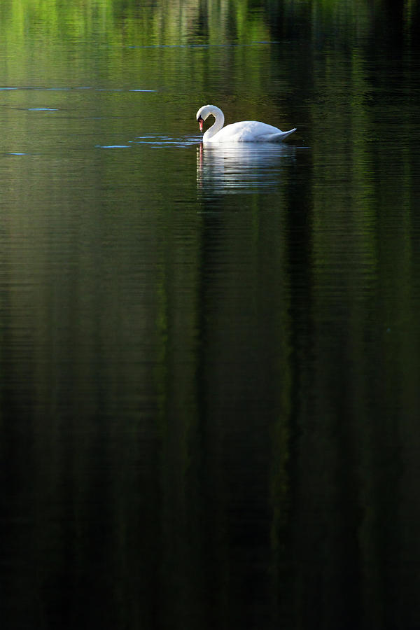Mute Swan on a still lake with reflections of reeds and trees Photograph by Anita Nicholson