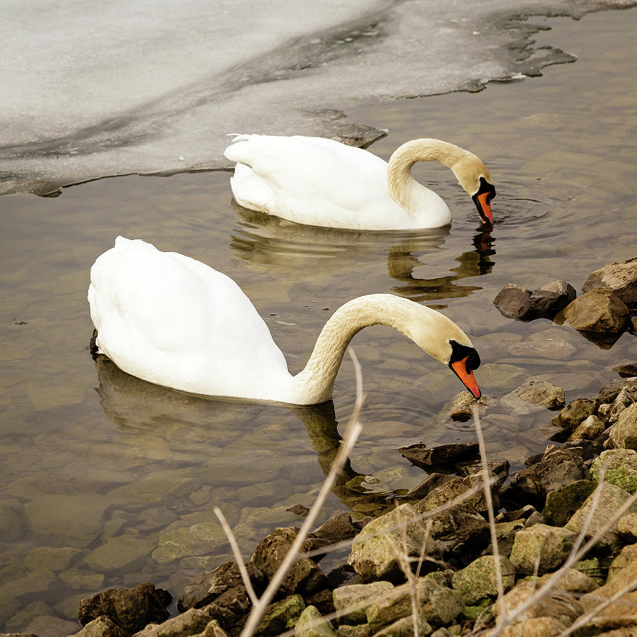 Mute swan pair Photograph by SAURAVphoto Online Store